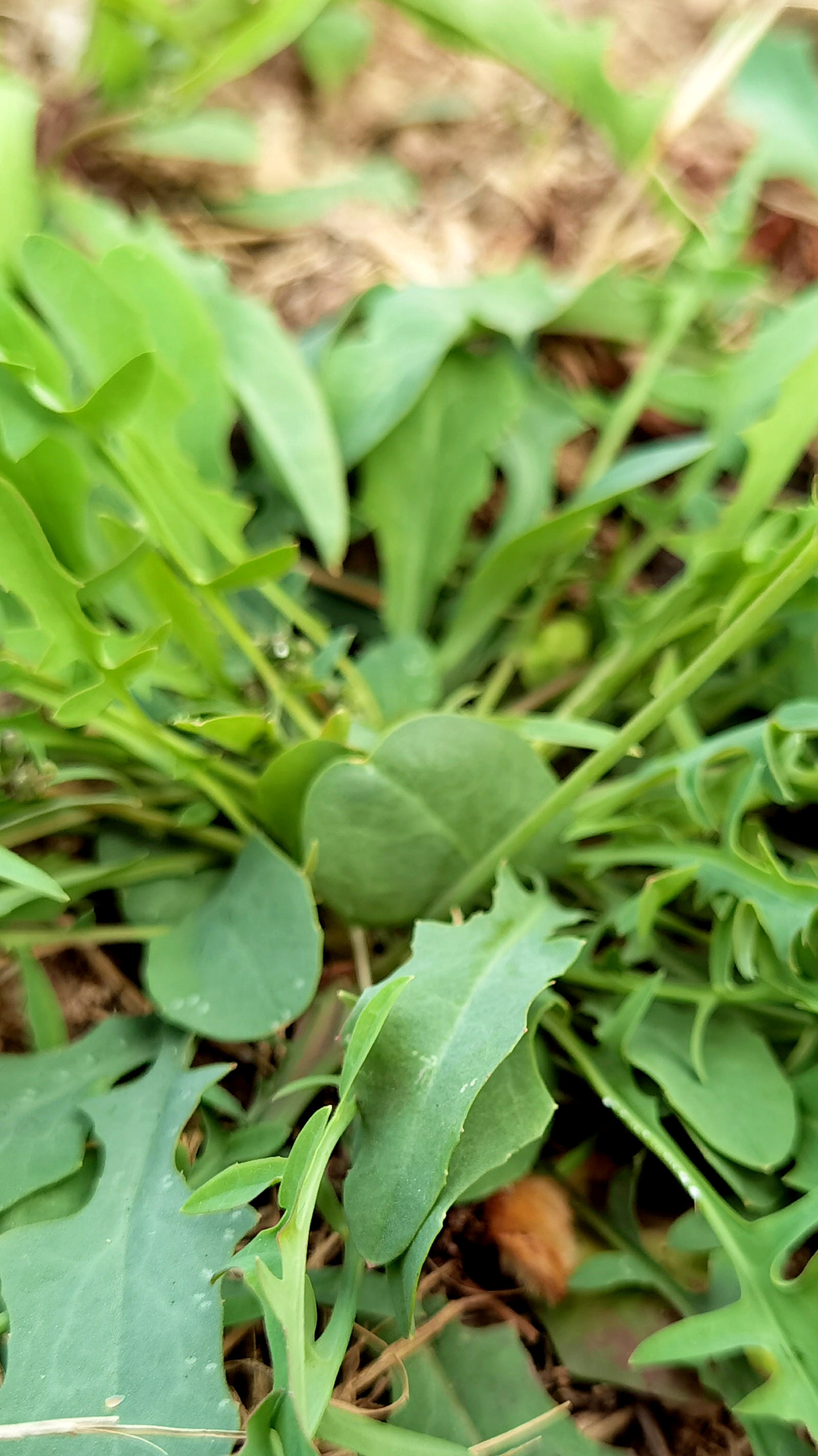 别拿苦菜当野草了,摘回家包饺子吃,鲜嫩营养,好吃到放不下筷子