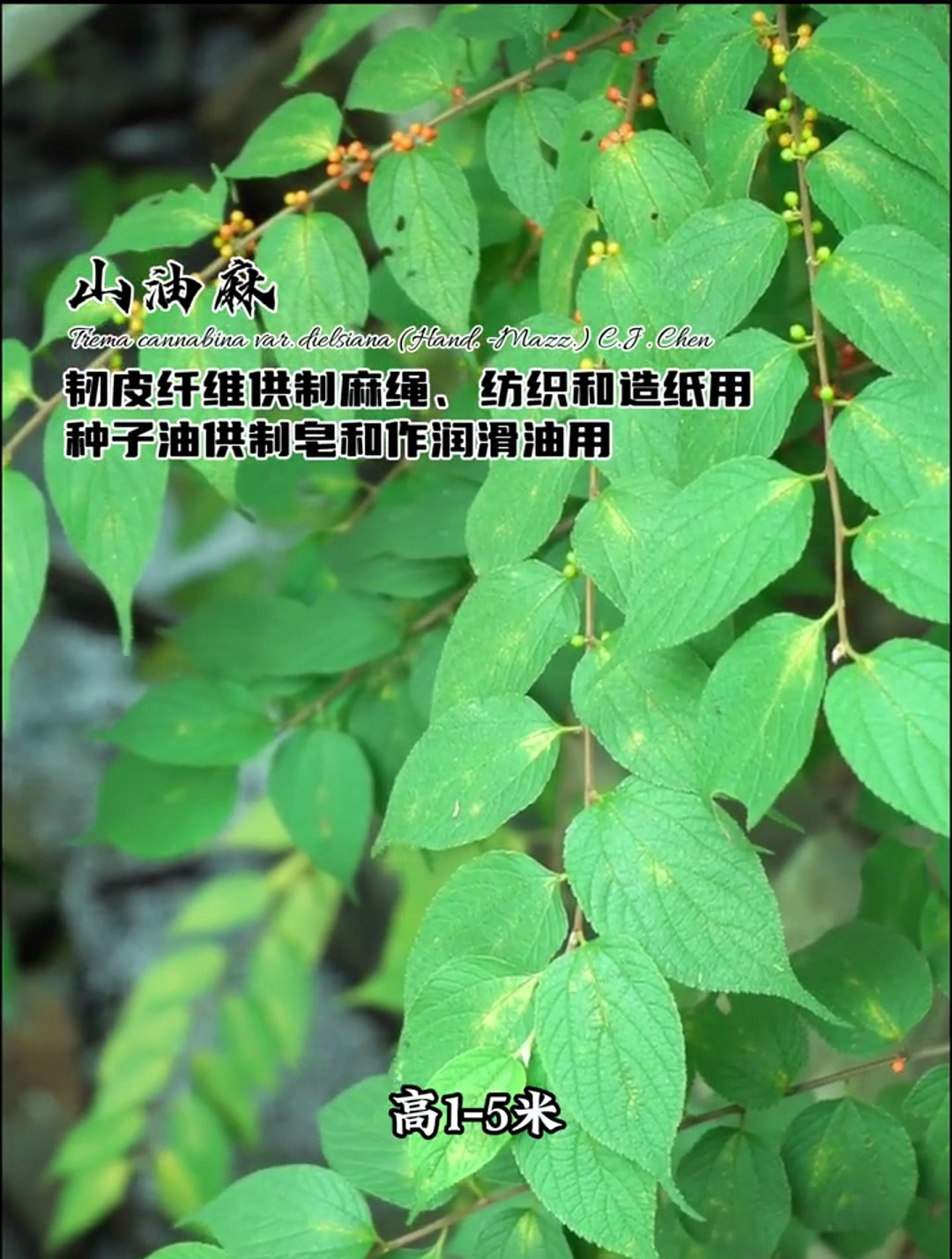 具有多种用途的野草,你的家乡有吗?