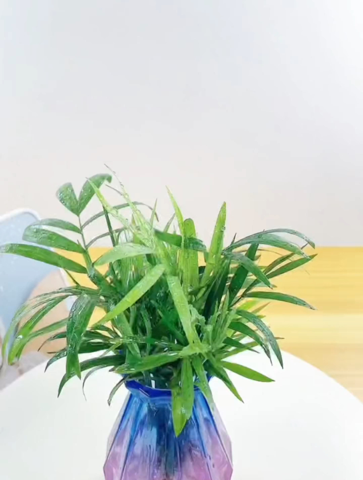 家中养绿植的五大好处,你都知道有什么吗,效果让人没想到
