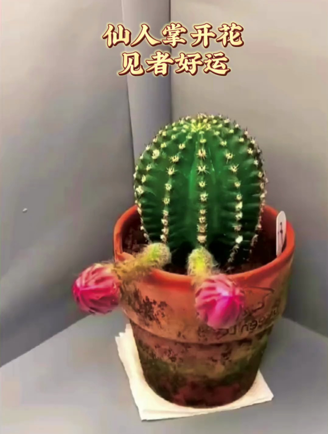 仙人掌开花,花开富贵,步步高升