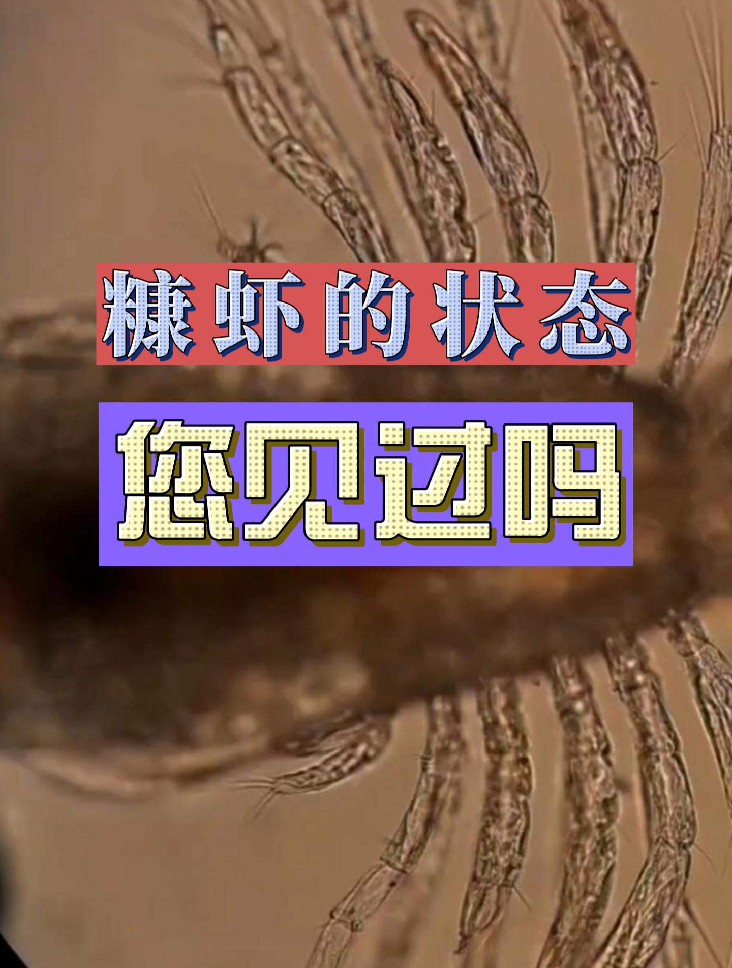 养虾多年,你见过糠虾的状态吗?今天就跟你揭露!