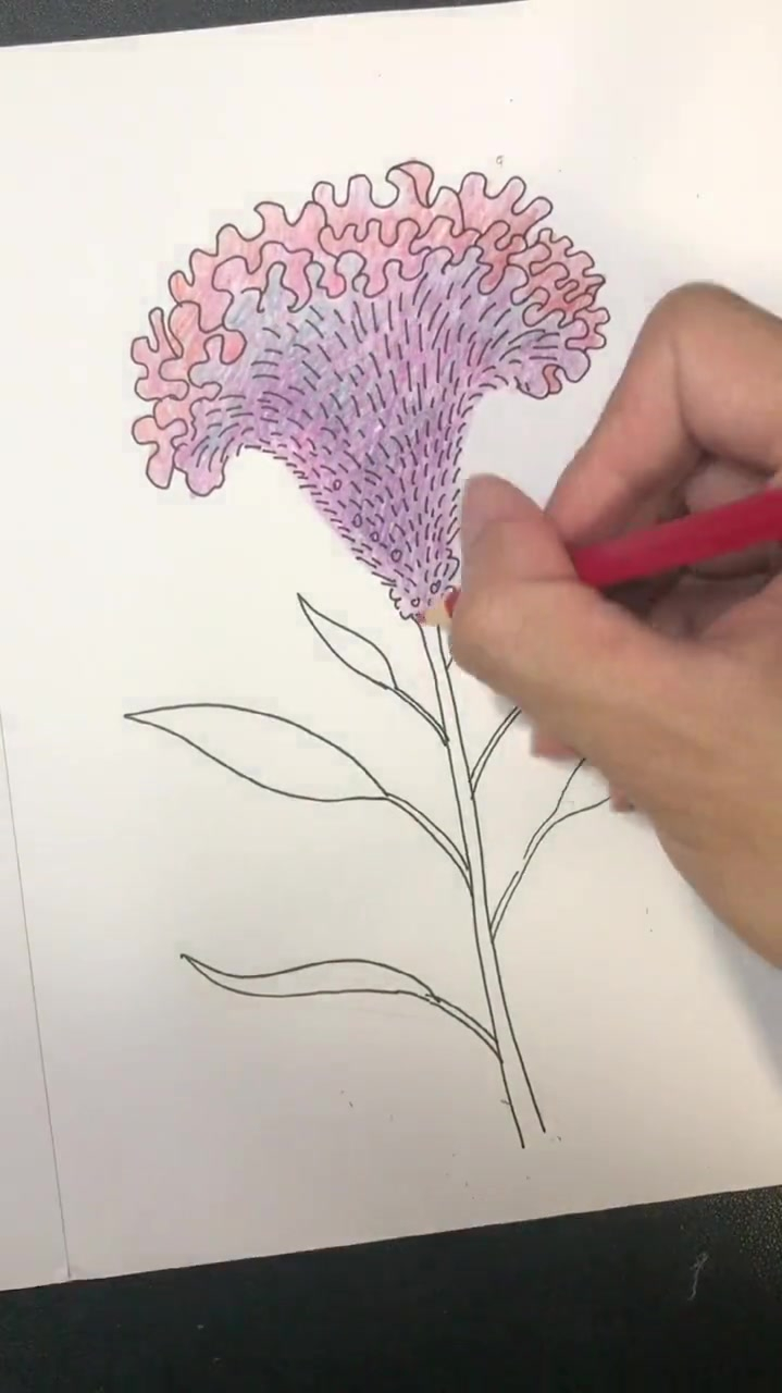 手绘鸡冠花送给你们,彩铅画