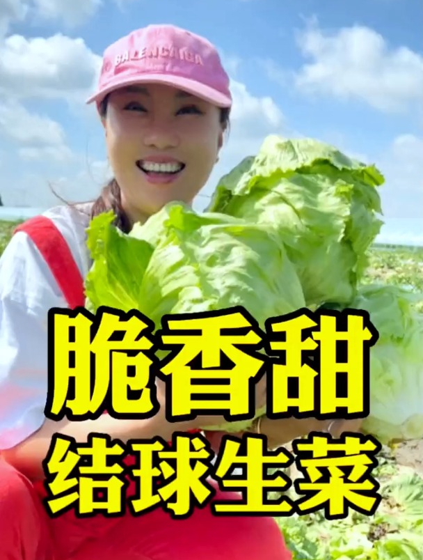 常被误认为是包菜,生吃很受喜爱,被大量种植40年,如今很少见!