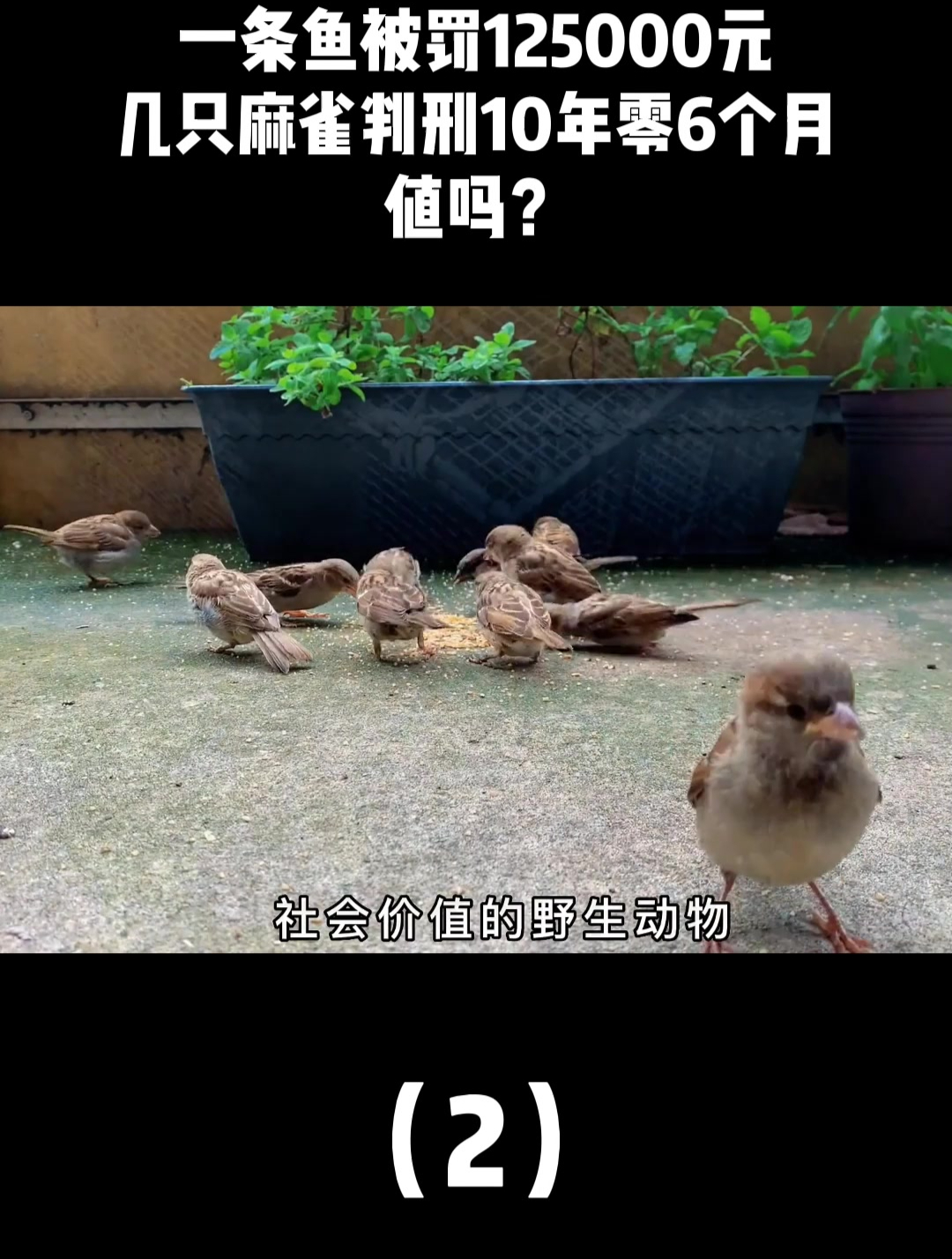 一条鱼被罚125000元,几只麻雀判刑10年零6个月,值吗?2