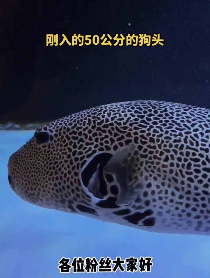 刚入的50公分的狗头狗头鱼养鱼日记海洋生物黑鳍鲨创作灵感热门