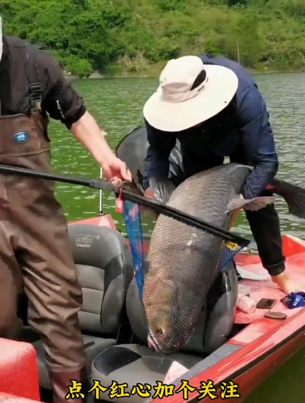 豆角竟是钓鱼神器?老鱼友试了一下,扬杆中鱼不断!