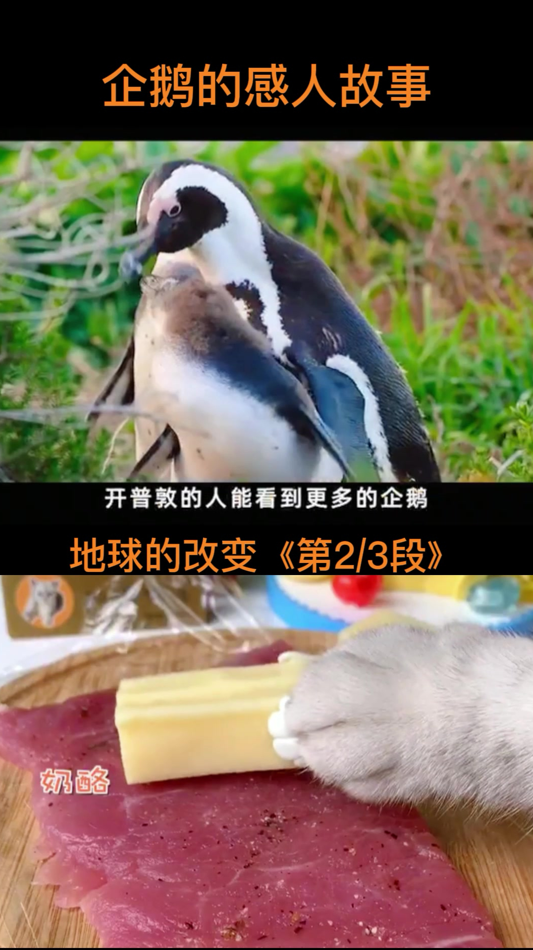 企鹅的感人故事