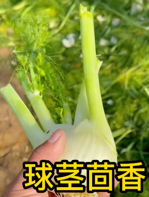 这种茴香是“高档菜”,既能吃叶还能吃茎,口感好,南北方都可种