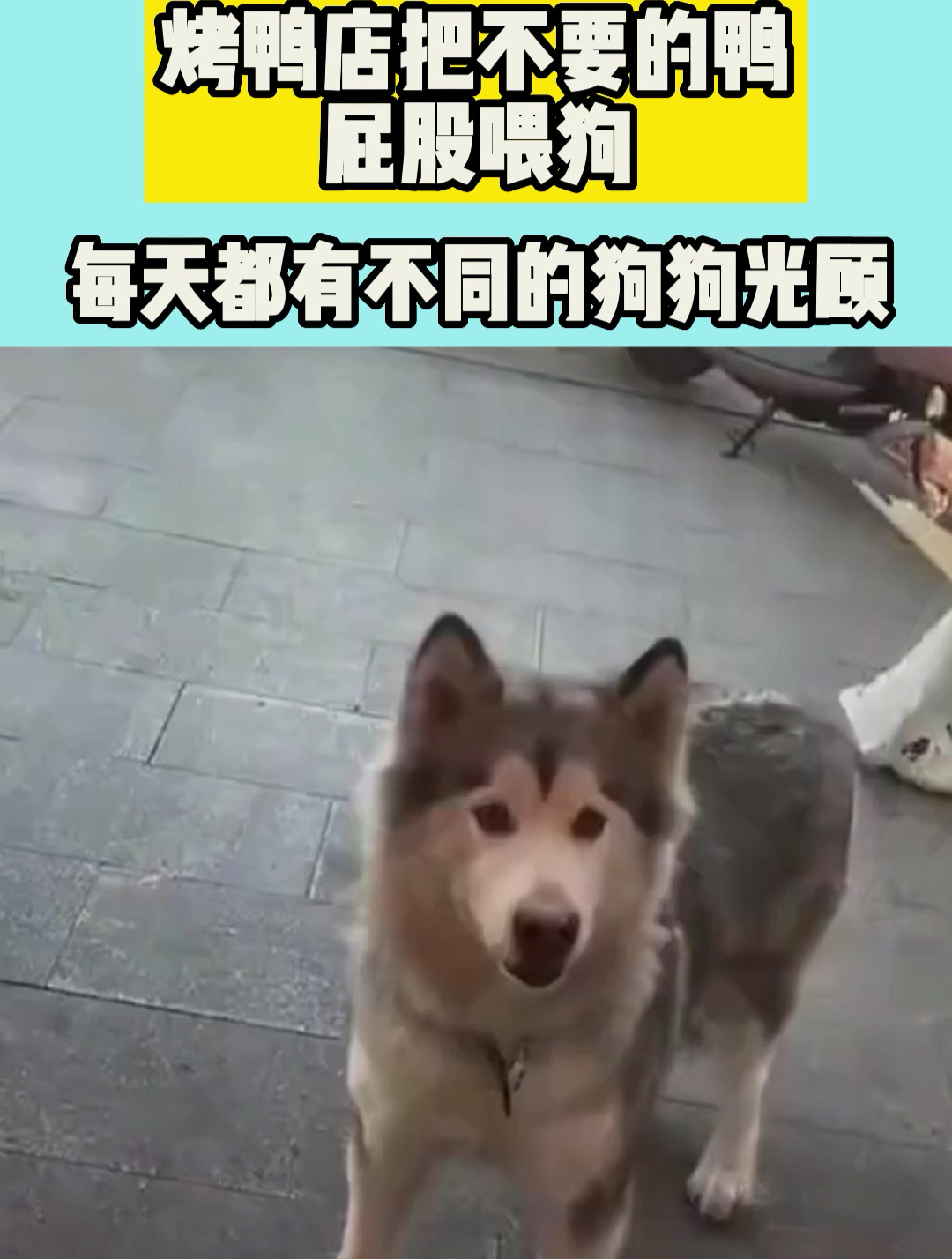 烤鸭店每次都把不要的鸭屁股喂狗,每天都会有不同的狗狗光顾!