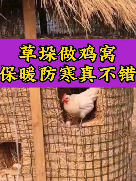 稻草做鸡窝,保暖防寒真不错