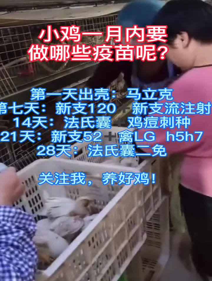 小鸡少一个月疫苗程序!小朱老师教养鸡