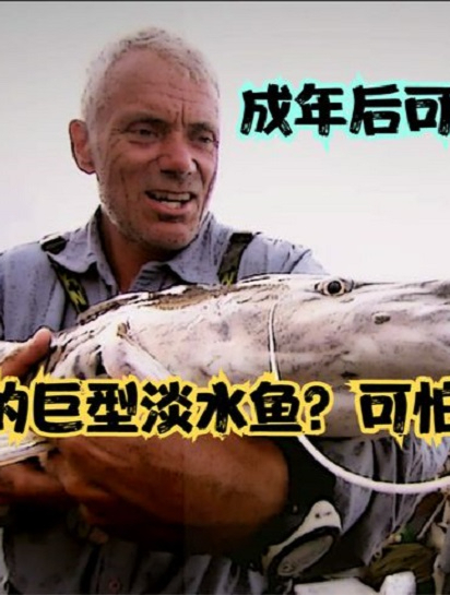 吃人的巨型淡水鱼?可怕的欧洲巨鲶,成年可达300公斤,一口吞人1