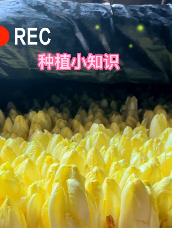蔬菜中的贵族“金玉兰菜”,种植简单营养高,生吃多汁香甜!