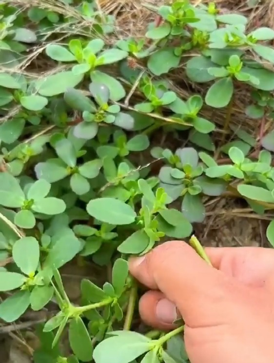 马齿苋别名“长寿菜”,是小时候田间地头的野菜,营养美味!