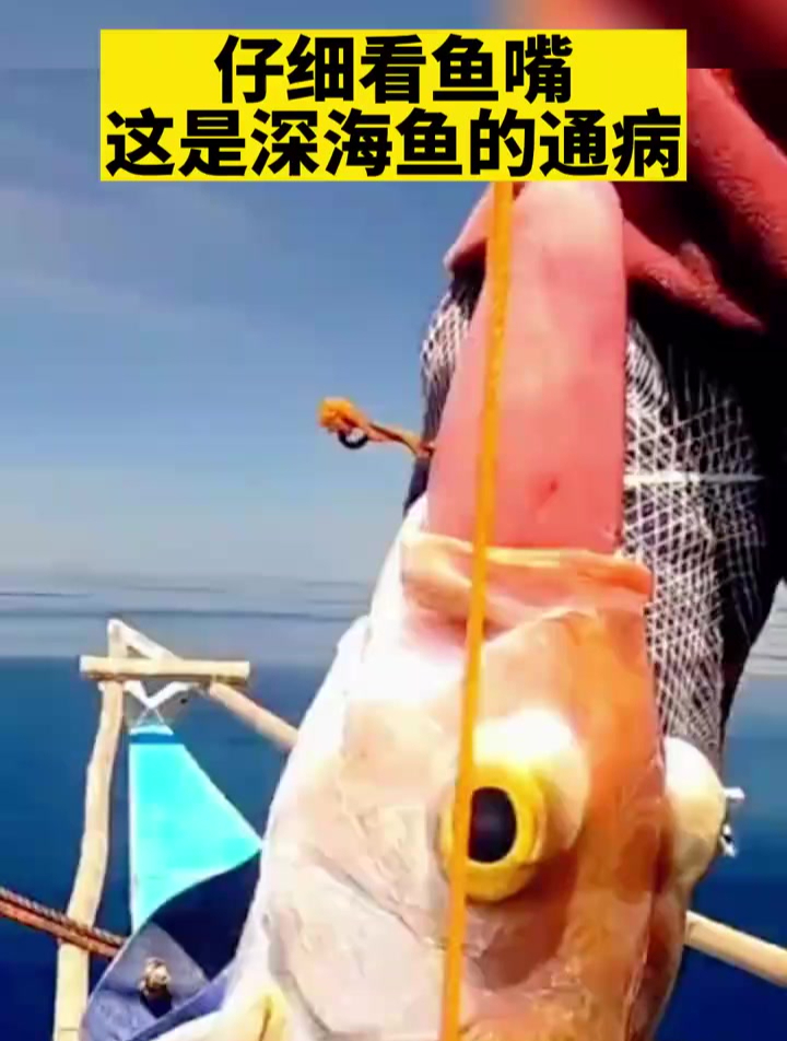 深海鱼出水,就是这个样子