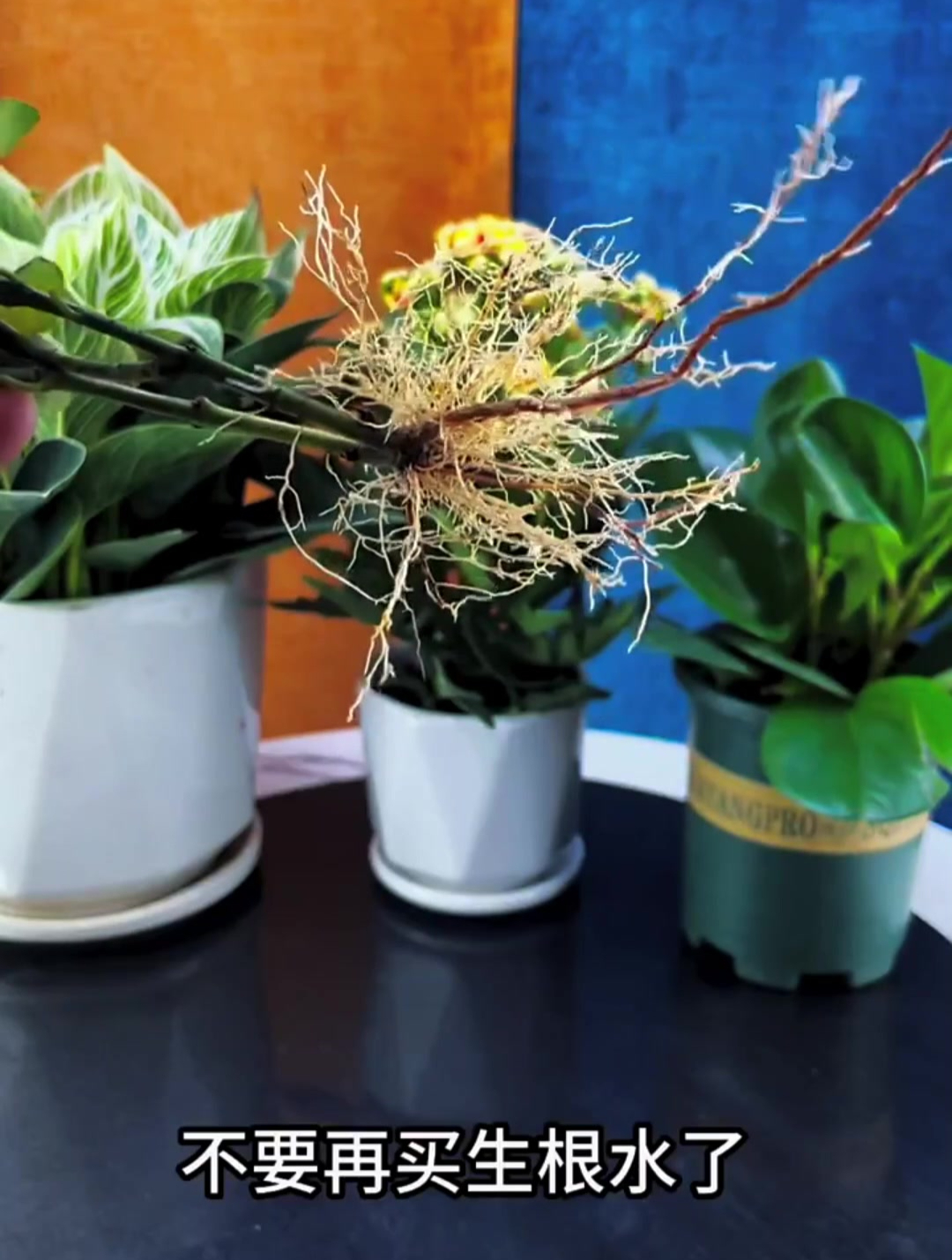 生根水在家自己就能制作的方法,给爱养花的朋友们,喜欢点赞关注