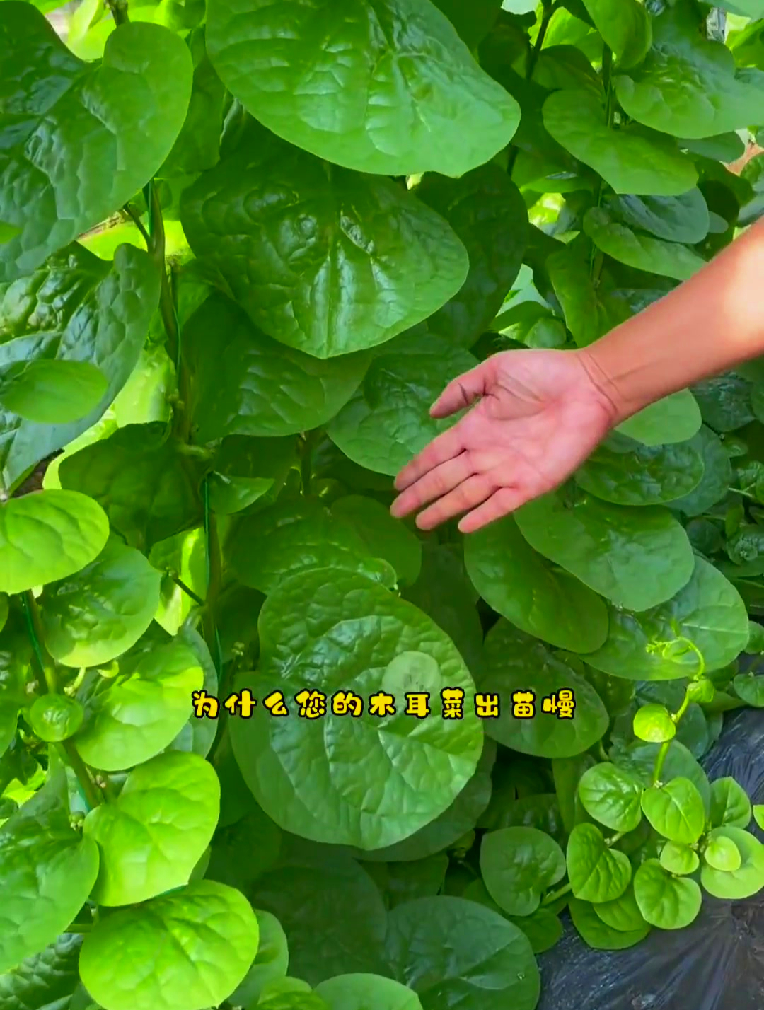 按照我的方法种植木耳菜，出苗快齐，发芽率高，你也试试吧！