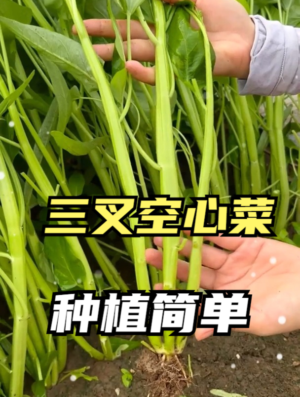 姥姥在家盆栽“空心菜”,1周发芽,修剪后又长,吃都吃不完!