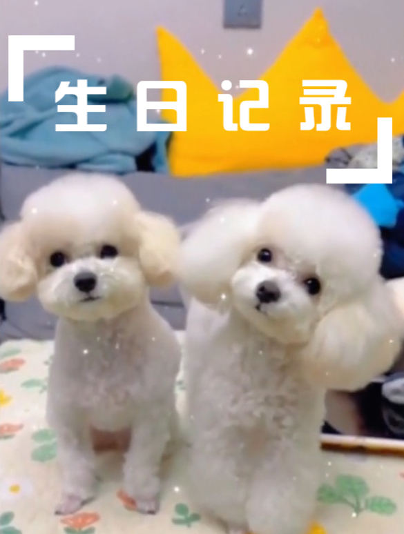 可爱狗狗“十五” “汤圆”一岁的记录碎片,好可爱!萌宠