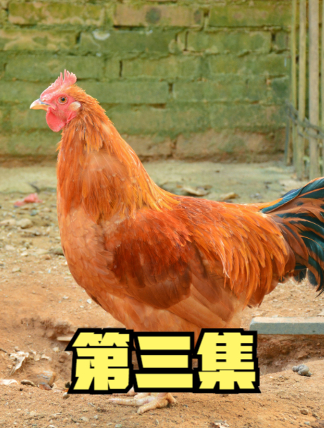 广西小伙将毒蛇放进鸡圈,反而养出“战斗鸡”?一只熬出16罐鸡汤