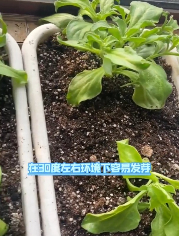 冰菜种植很简单,时间和方法是要点,科学种植,高温也能高产!