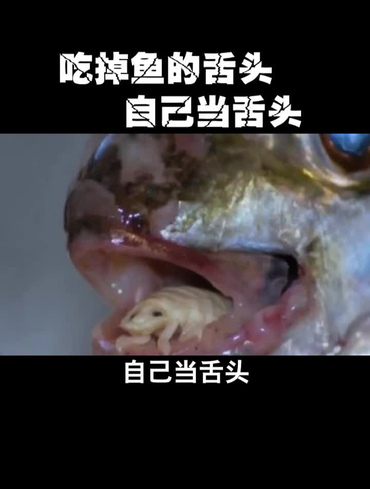 所有鱼类的噩梦,竟然是这种小东西?海洋百科科普