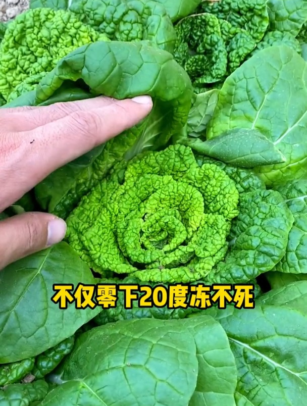 乌塌菜和大白菜有何区别?为何它更受欢迎?