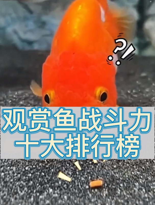 观赏鱼10大战斗力排行榜