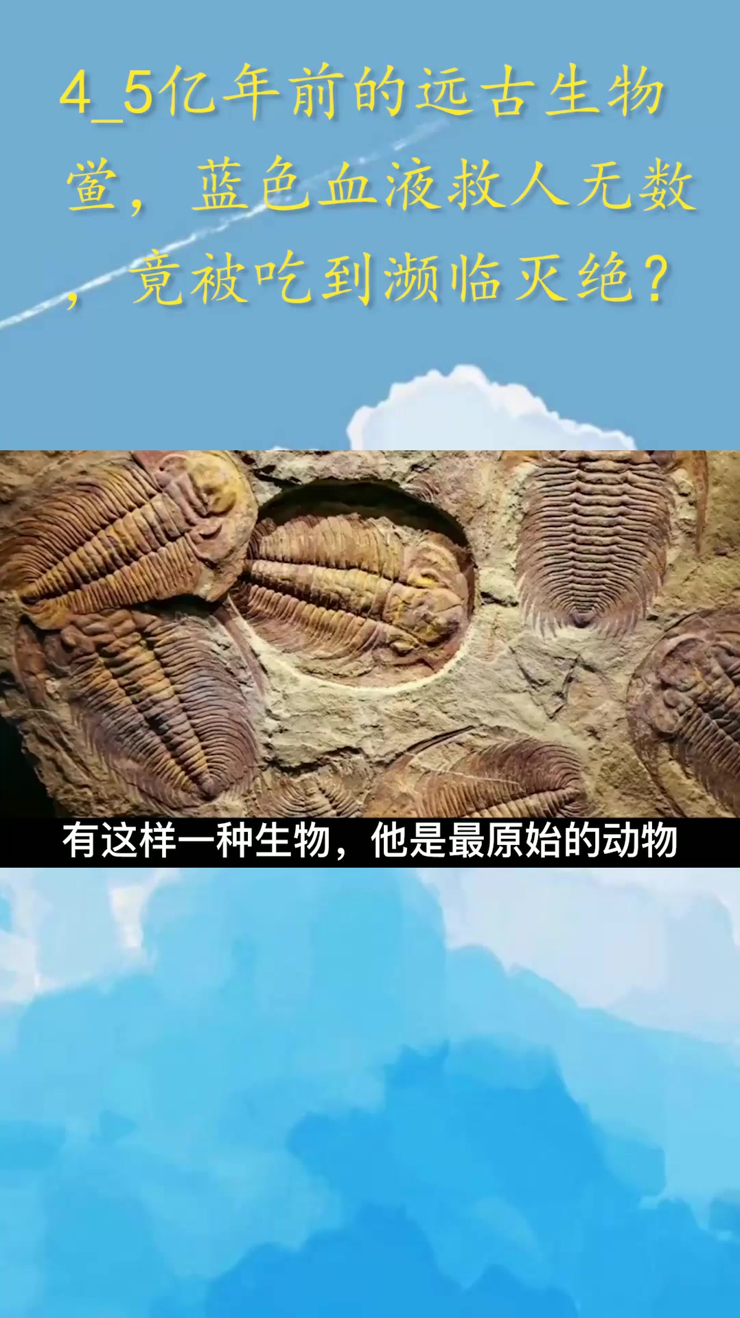 4.5亿年前的远古生物鲎,蓝色血液救人无数,竟被吃到濒临灭绝?
