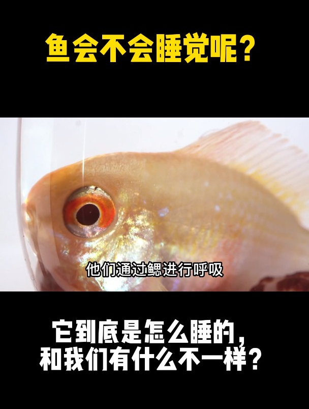 鱼会不会睡觉呢?它到底是怎么睡的,和我们有什么不一样?
