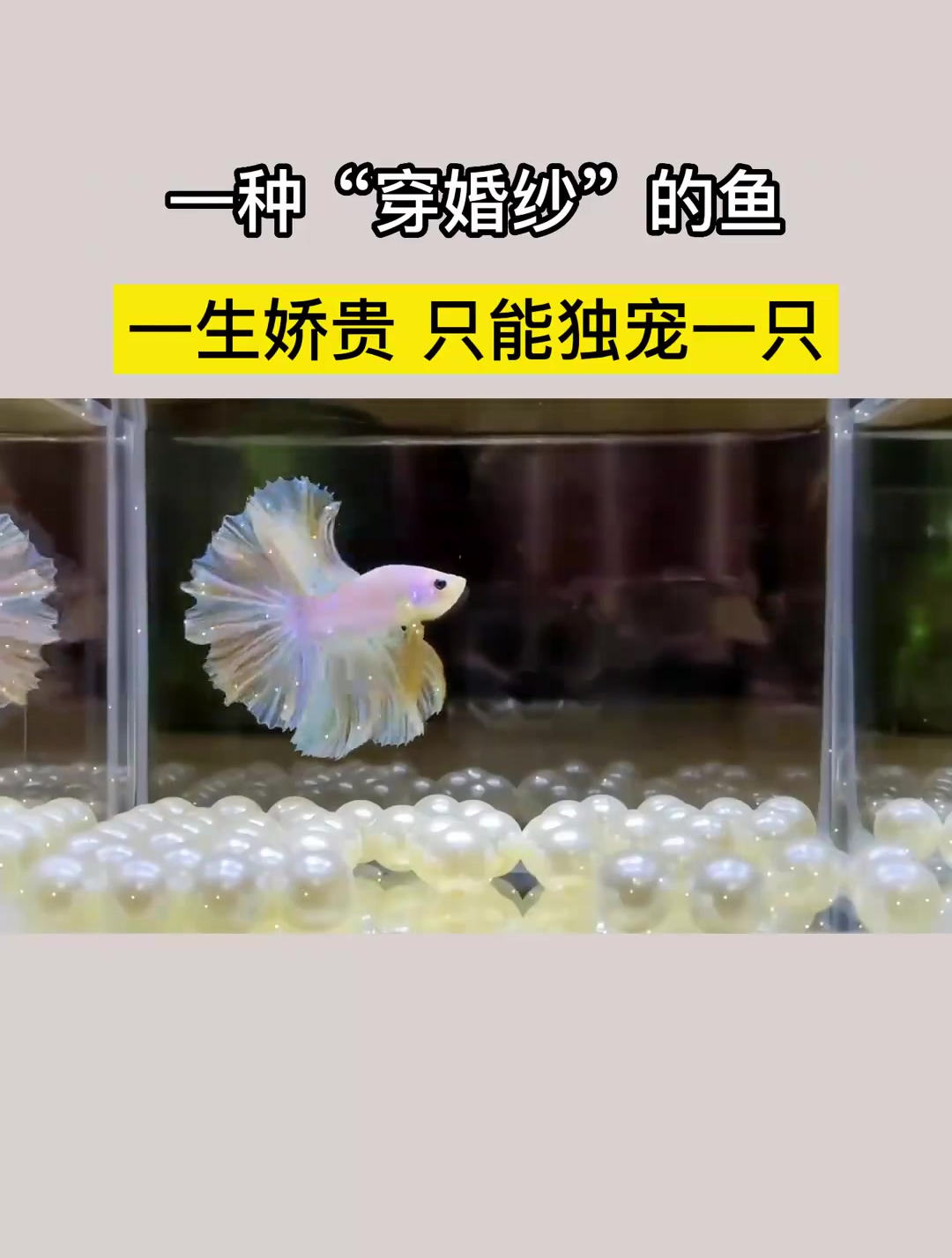 一种“穿婚纱”的鱼,一生娇贵,只能独宠一只