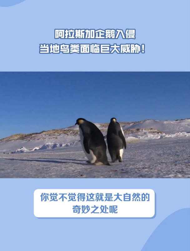 阿拉斯加企鹅入侵