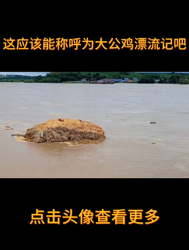 这应该能称呼为大公鸡漂流记吧?