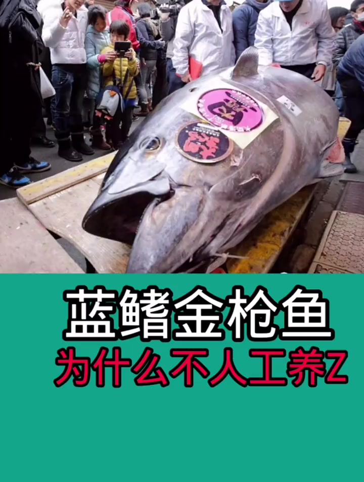 蓝鳍金枪鱼,为什么不能人工养殖