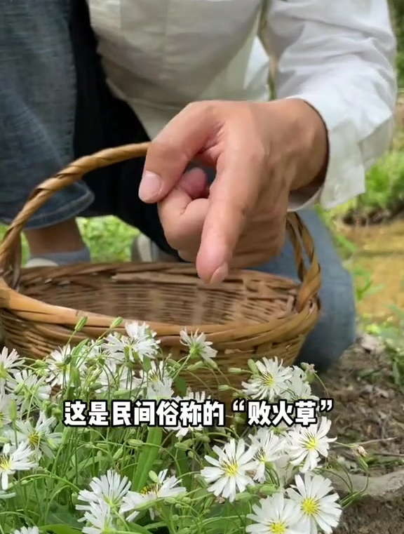 中华苦荬菜别名野苦菜、曲曲菜、败酱草,它属多年生草本植物