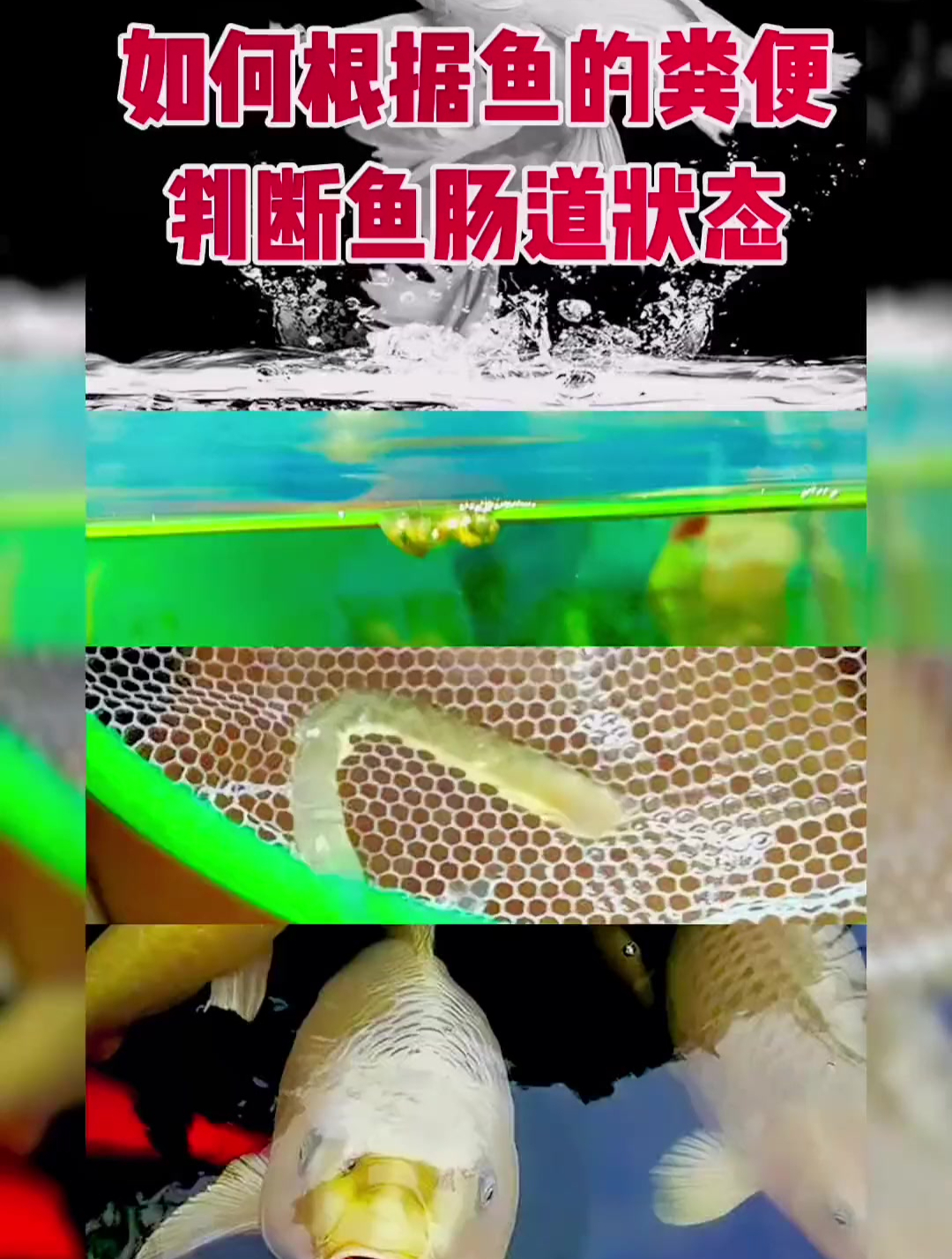 聊一聊如何根据鱼的粪便判断鱼的肠道状态