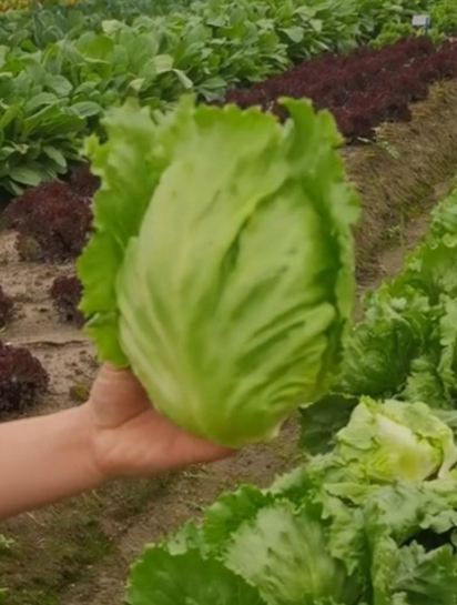 春播就种“结球生菜”,好吃又营养,凉拌口感脆嫩,一颗能吃三顿