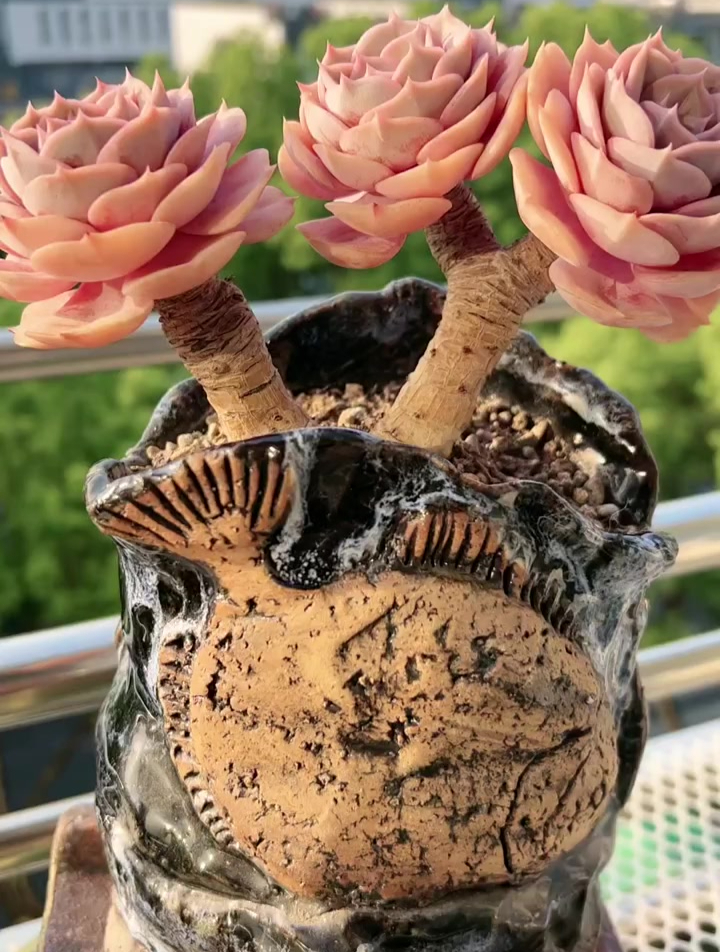 双子座 多肉植物养护小常识