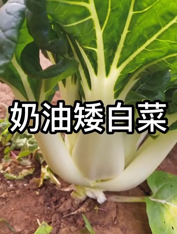 奶白菜长势慢?做好“这一点”,白菜长得快,无虫害营养丰富!