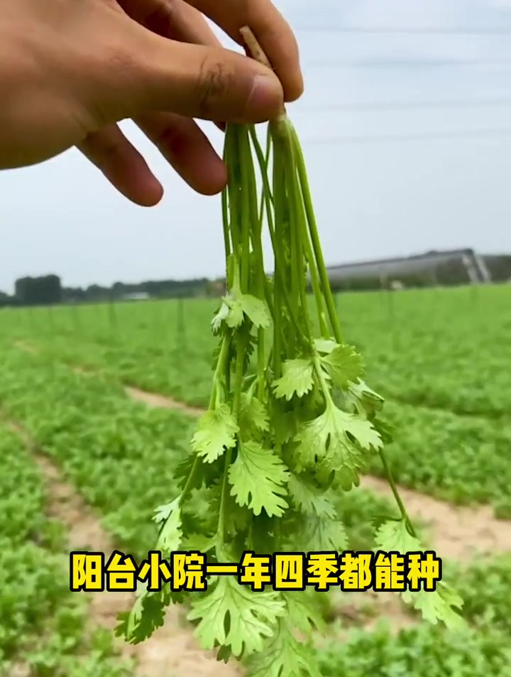 夏天就种香菜,这样种香菜,出芽快,长的齐