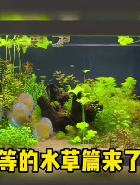 适合新手养的生态缸水草有哪些?新手推荐水草大全 草缸造景……