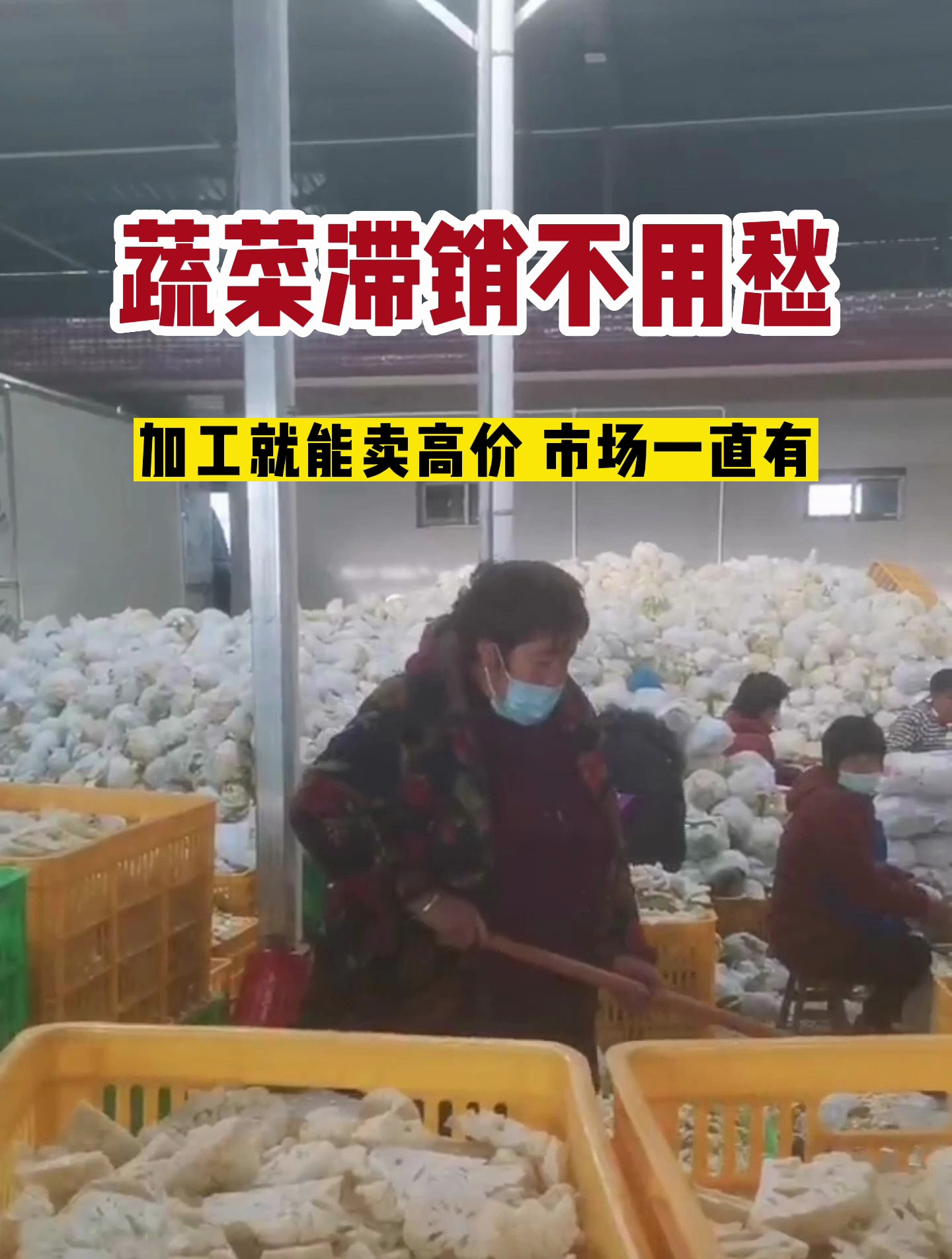 蔬菜滞销不用怕,简单一烘卖高价,市场一直有!蔬菜烘干机设备