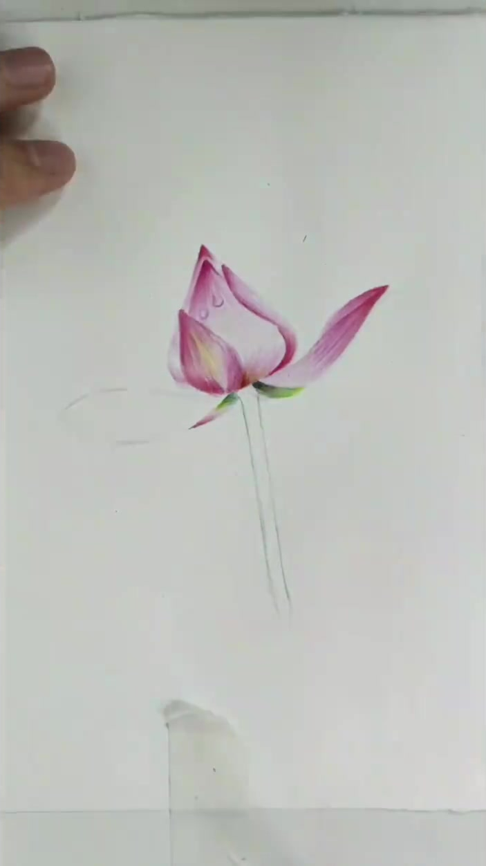 彩铅画,荷花简单的画法