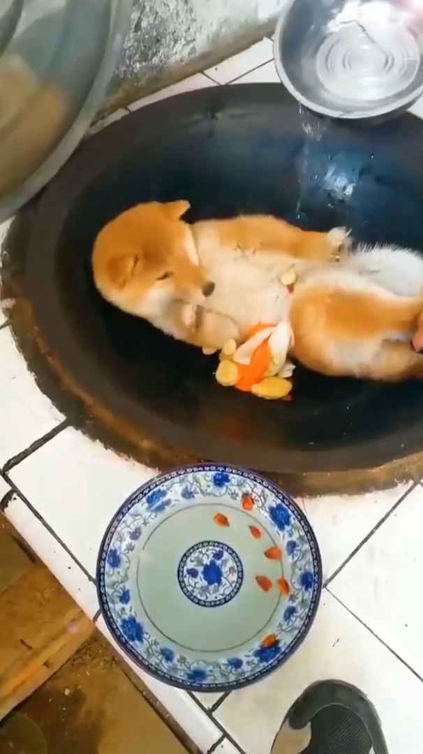 狗肉汤的做法!包你学会