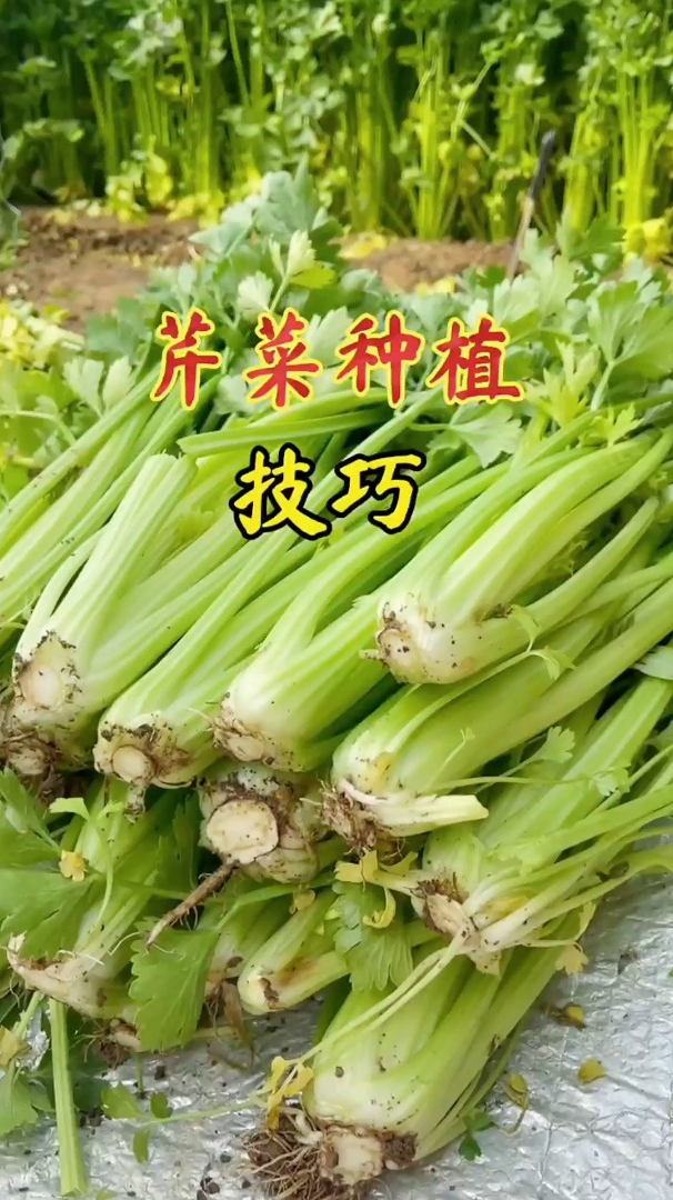 芹菜属于耐寒性蔬菜,什么温度种植最合适呢?