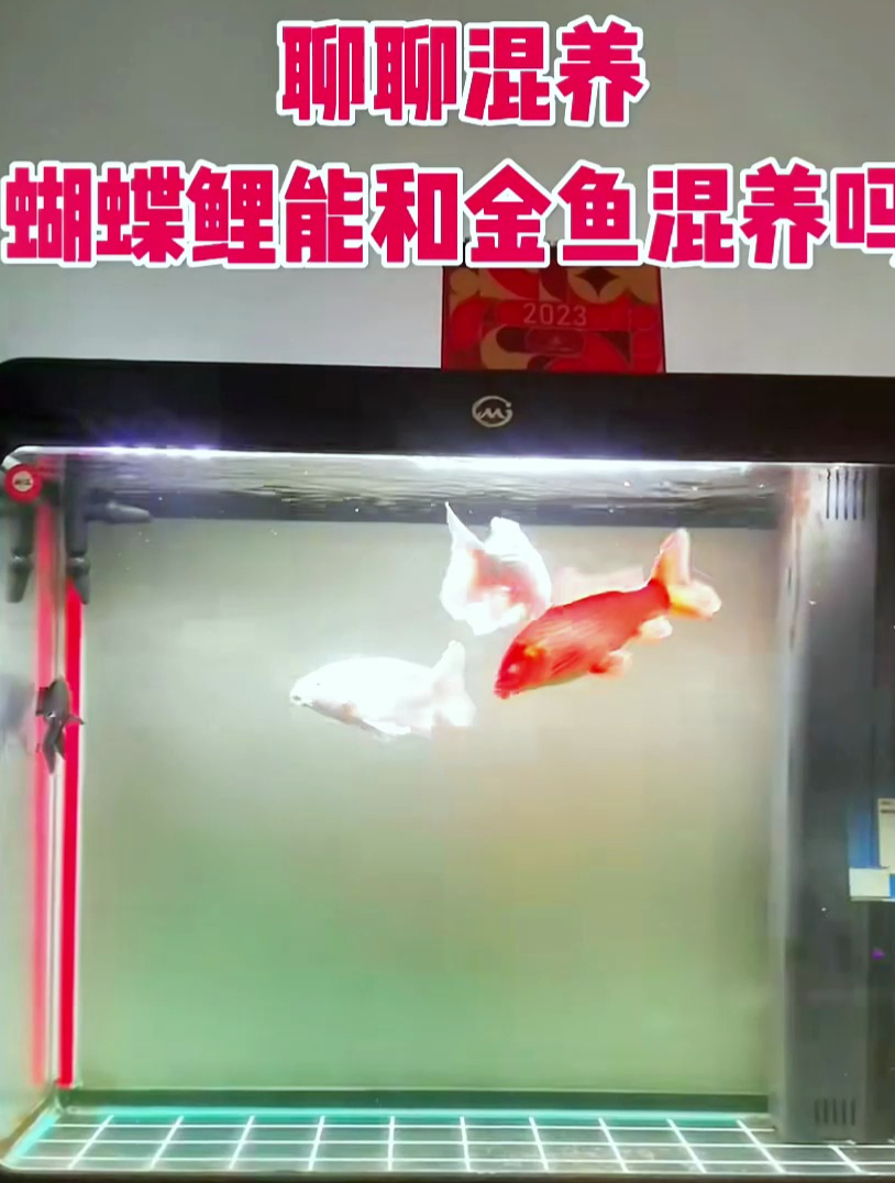 蝴蝶鲤和金鱼能混养吗?听听养蝴蝶鲤的大佬是怎么说的!