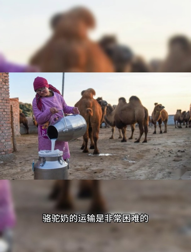 足不出户,喝到正宗新疆有机骆驼奶。配料表干净