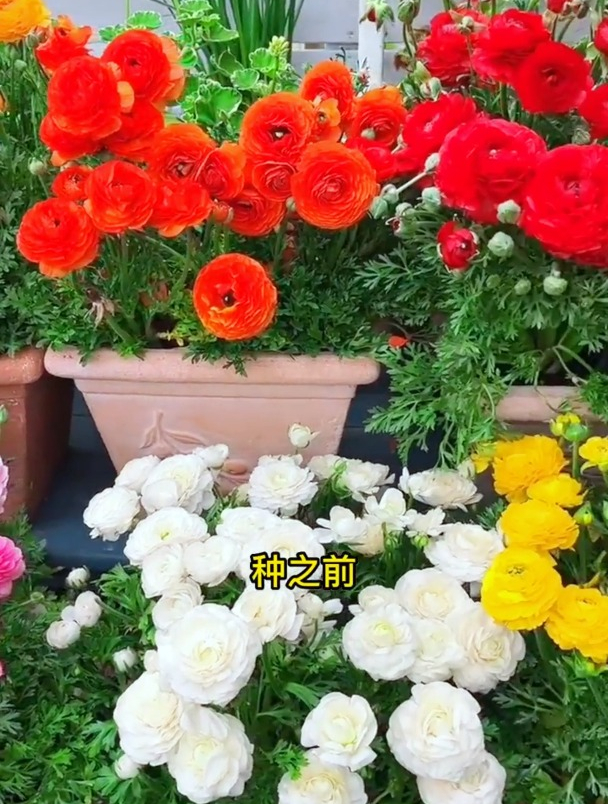 它可不是八爪鱼,大名鼎鼎“花毛茛”,牢记3个细节,就有花看了