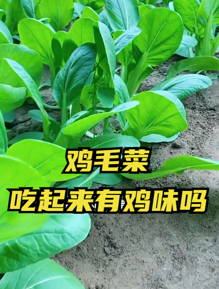 只要做好这3点,新手菜友也能种好鸡毛菜,还不用担心长虫子