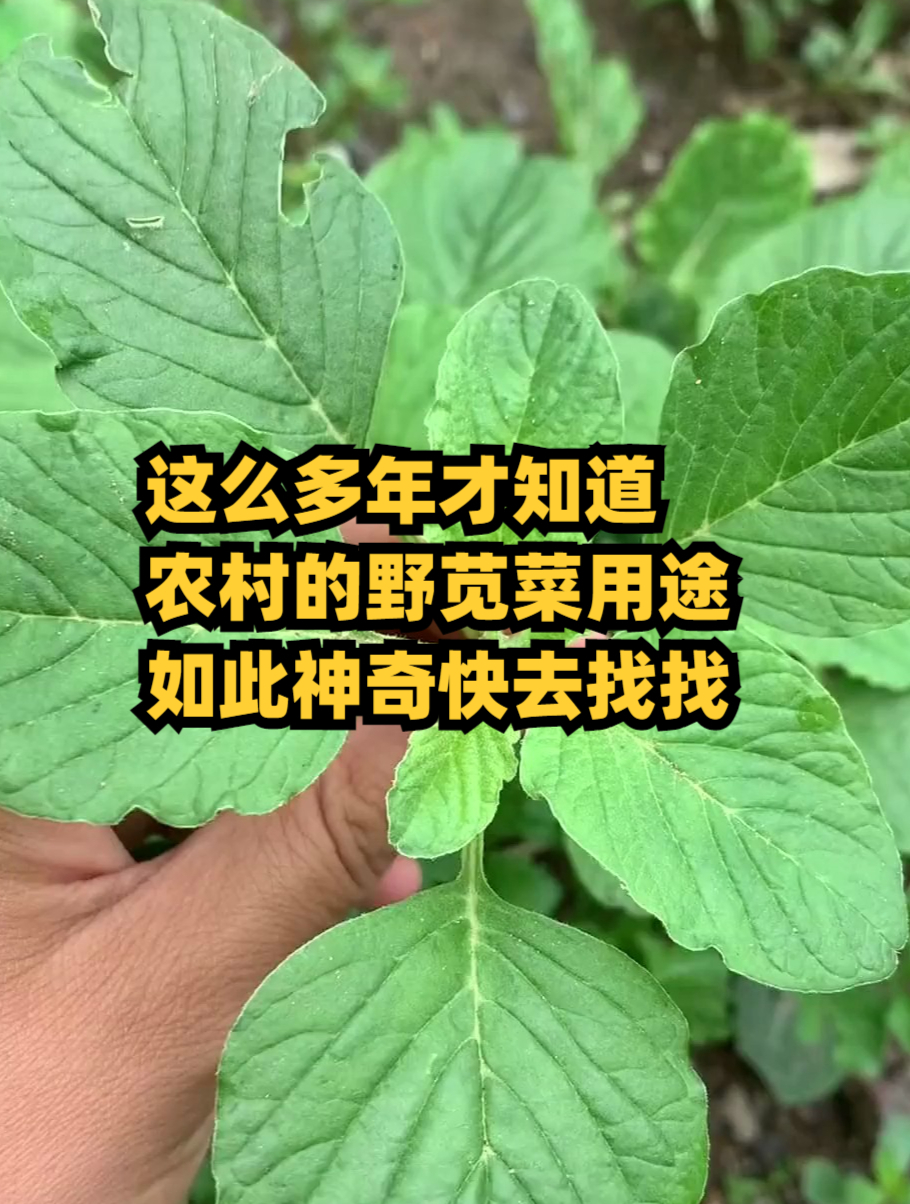 这么多年才知道,农村的野苋菜用途如此神奇,快去找找